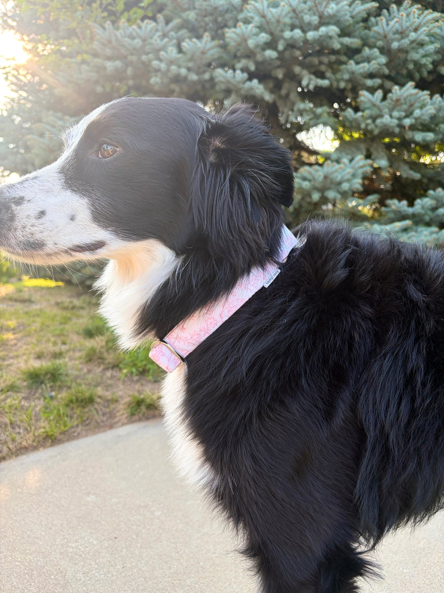 Large Dog Collar