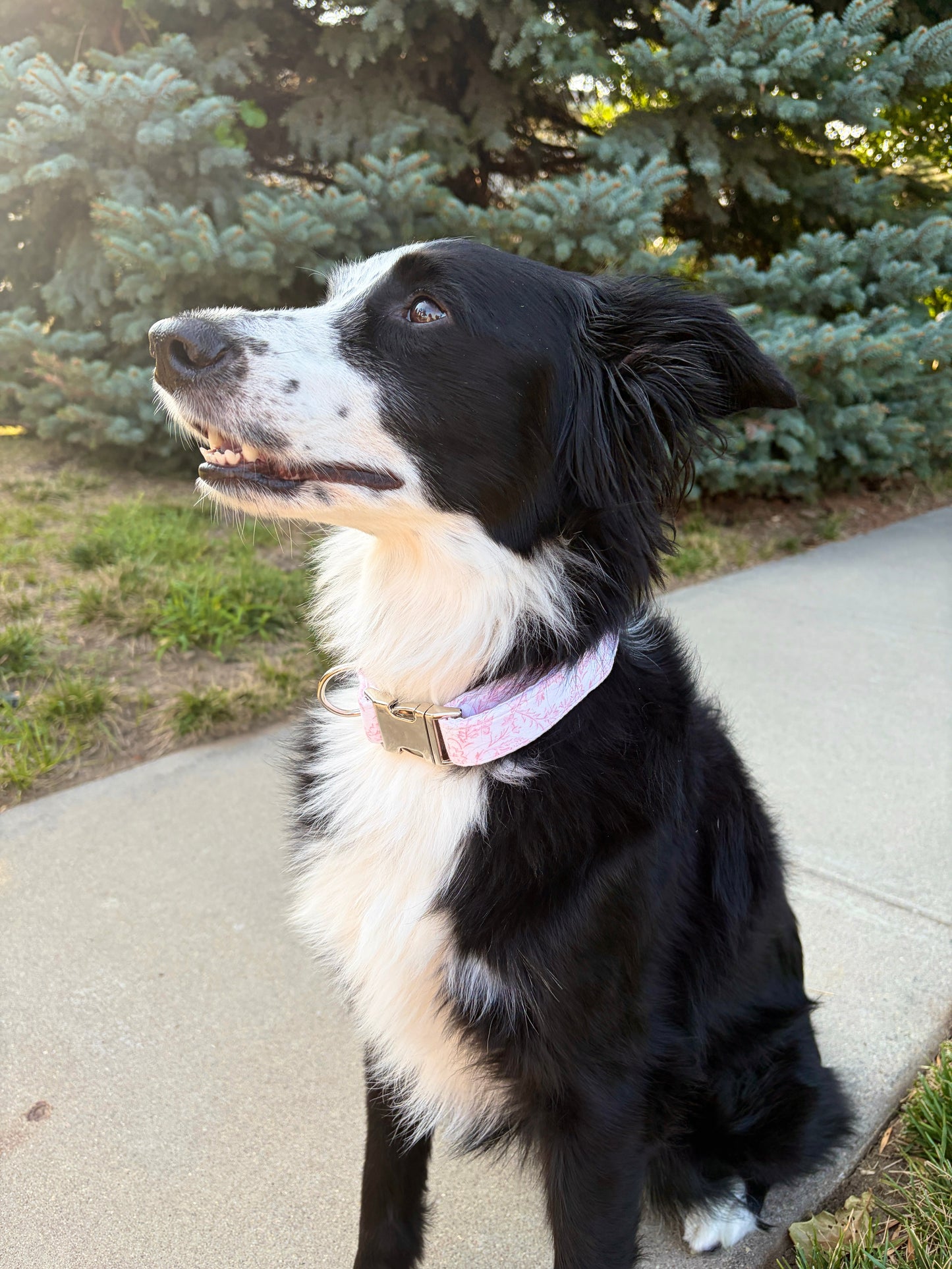 Large Dog Collar