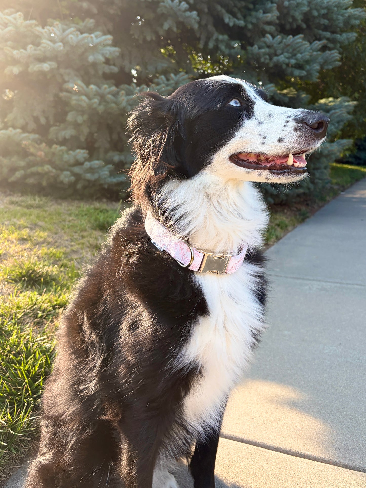Large Dog Collar